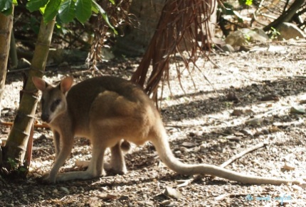 Australie Kangourou