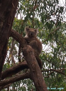 Australie Koala